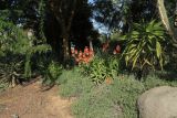 Aloe arborescens. Цветущее растение. Израиль, Шарон, г. Тель-Авив, ботанический сад \"Сад кактусов\". 27.12.2015.