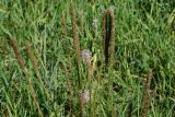 Plantago urvillei. Верхушки побегов с отцветающими соцветиями. Восточный Казахстан, г. Усть-Каменогорск, правый берег р. Иртыш, луг. 04.07.2017.