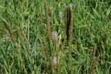 Plantago urvillei