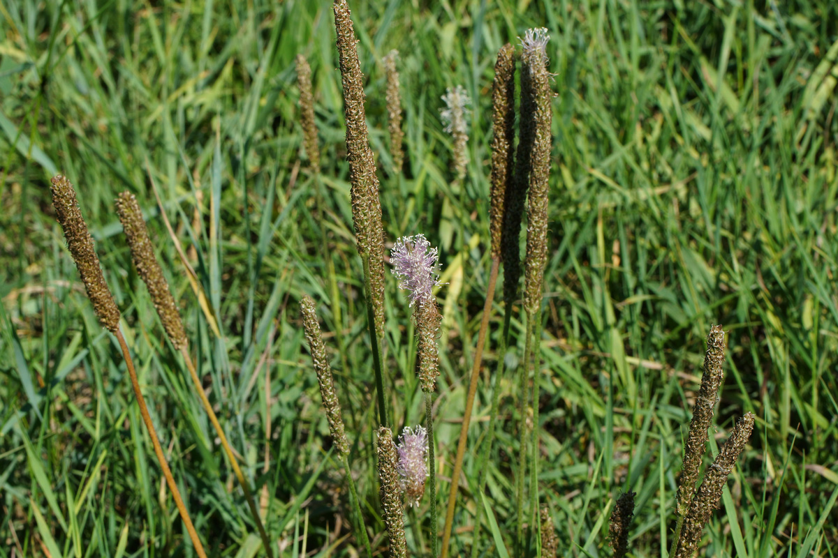 Image of Plantago urvillei specimen.