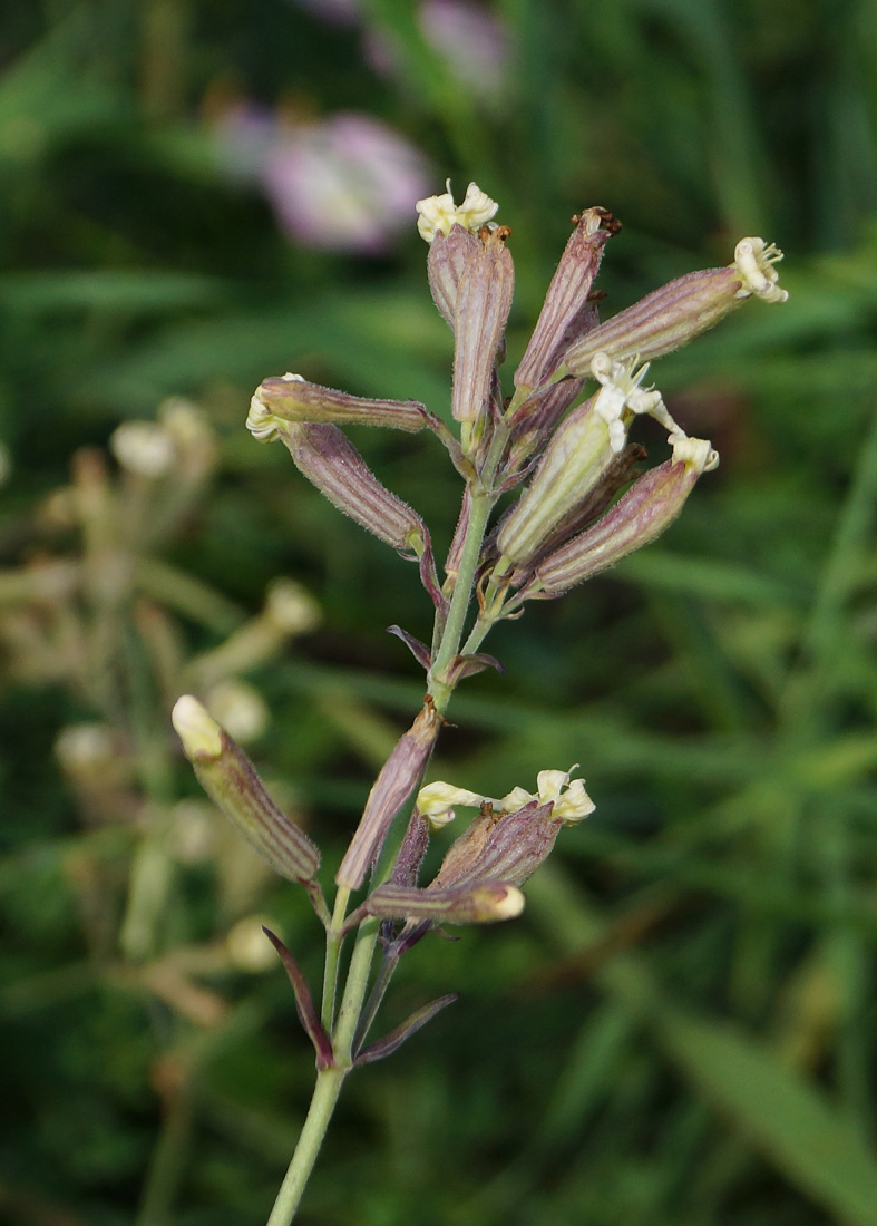 Image of Silene amoena specimen.