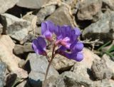 Vicia olchonensis