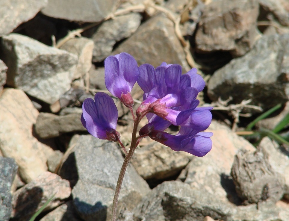 Image of Vicia olchonensis specimen.