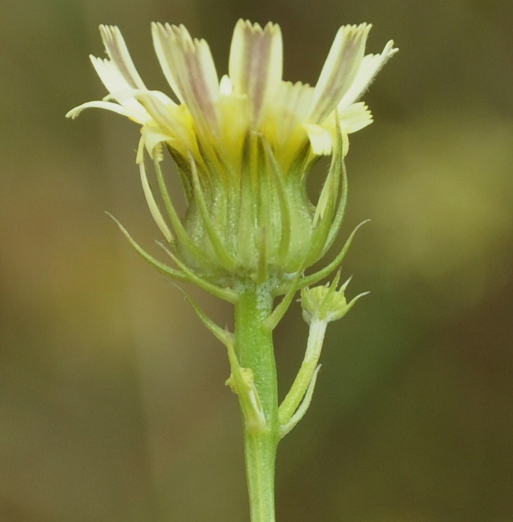 Изображение особи Tolpis umbellata.