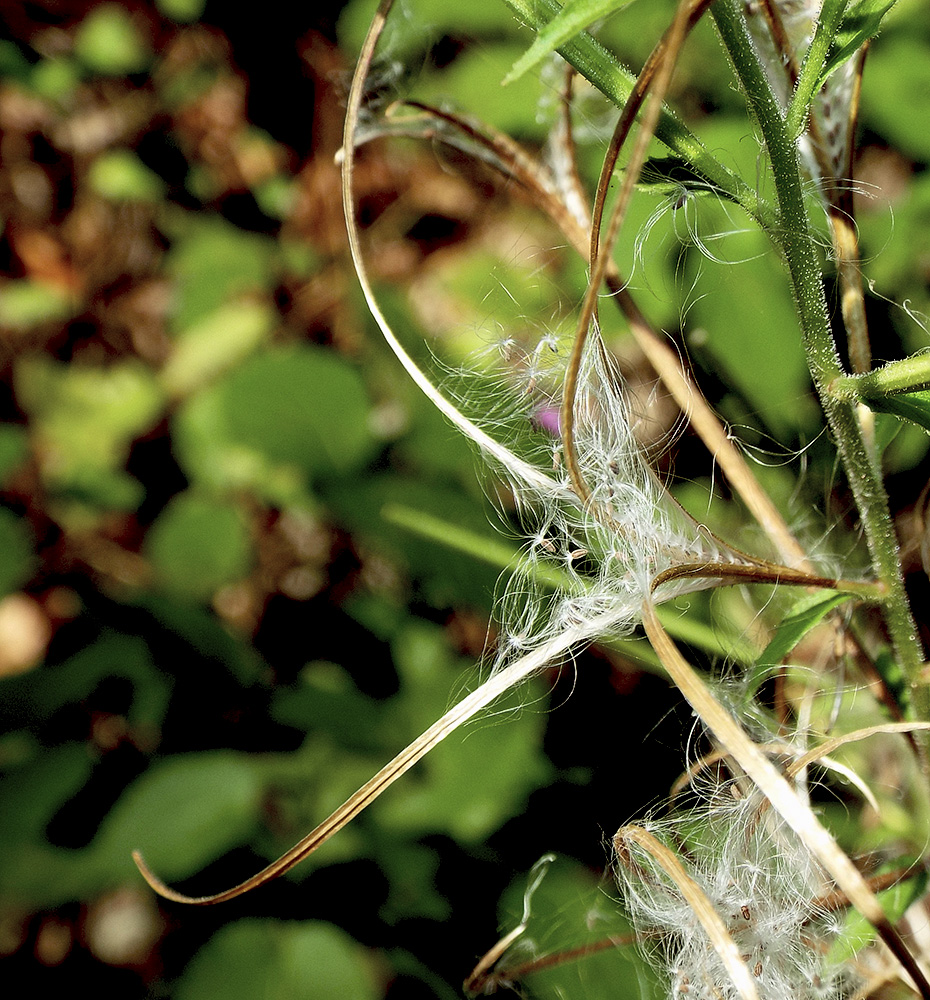 Image of Epilobium parviflorum specimen.