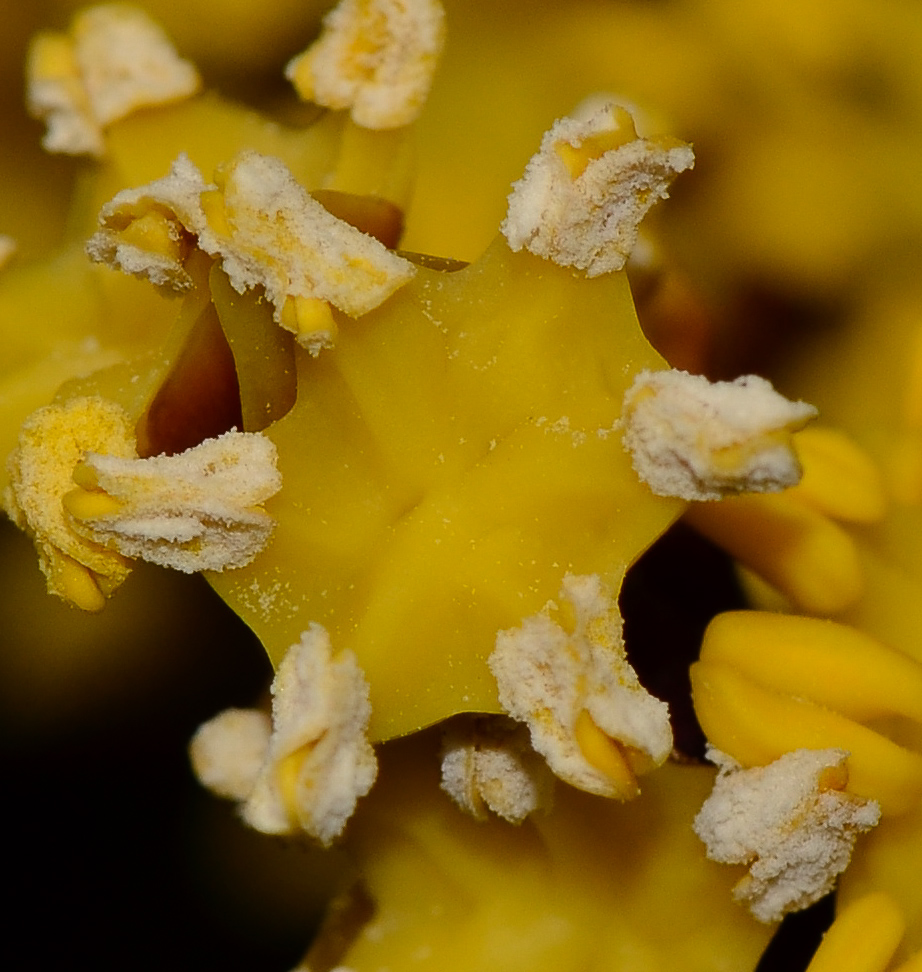 Image of Chamaerops humilis specimen.