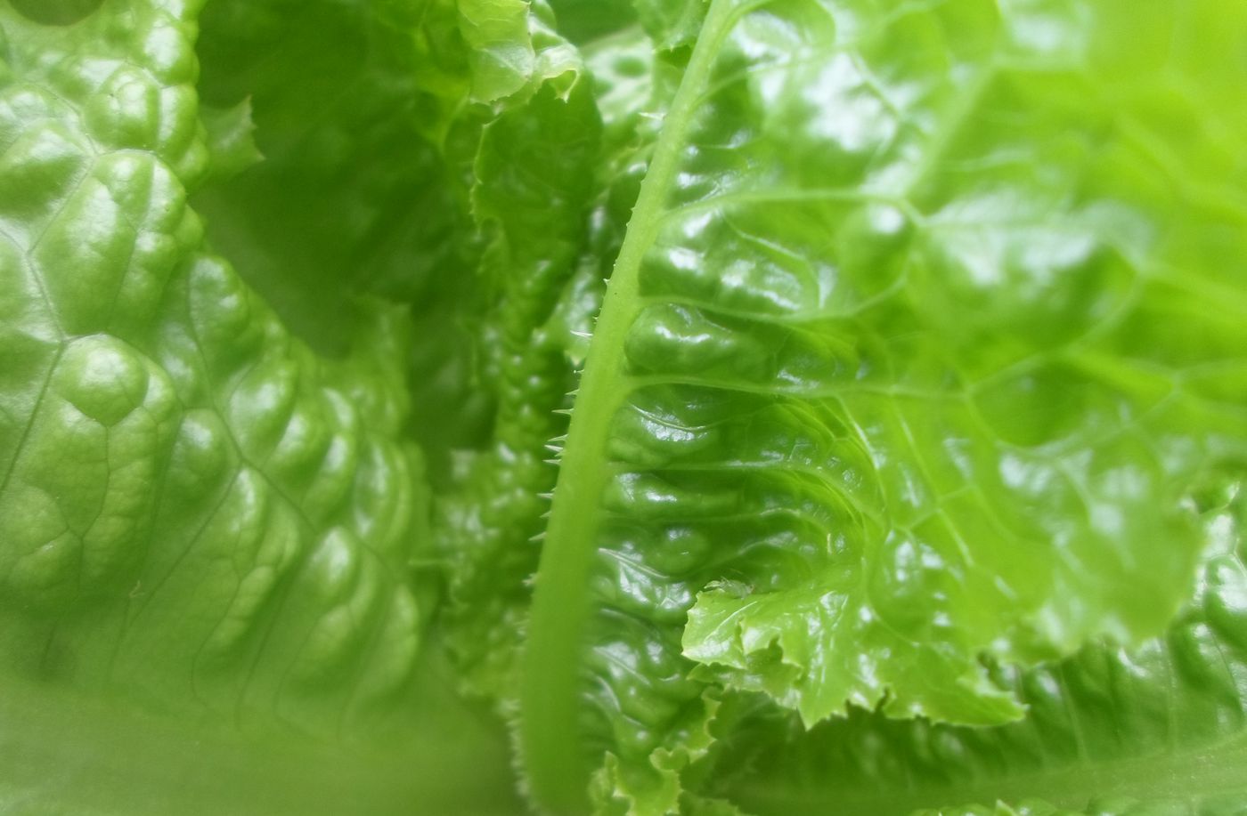 Image of Lactuca sativa specimen.