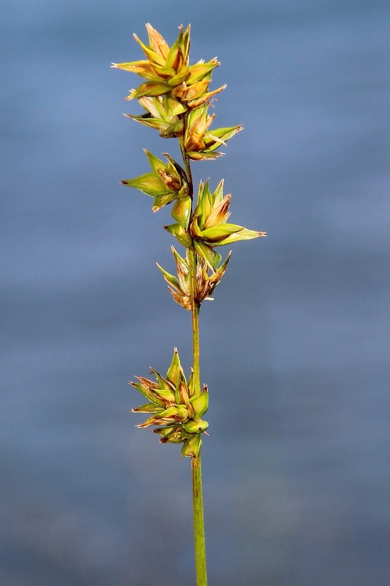 Image of Carex spicata specimen.