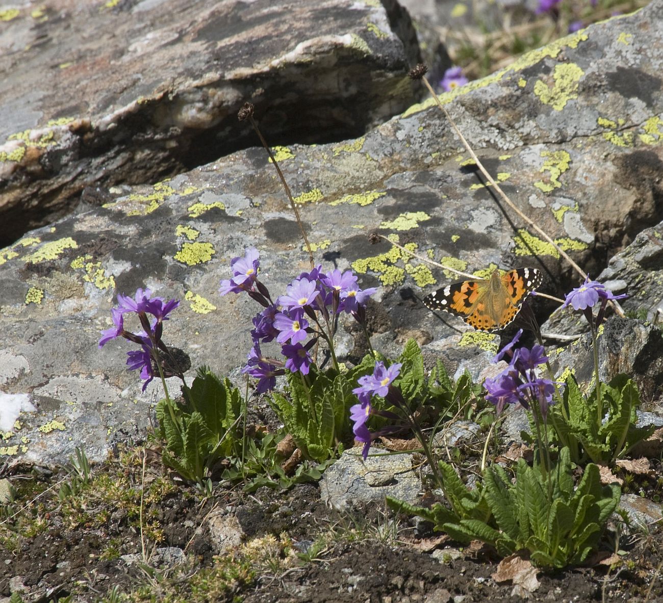 Изображение особи Primula amoena.