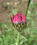 Pyrethrum coccineum