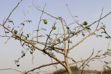 Faidherbia albida. Верхняя часть кроны плодоносящего низкого (3 м) деревца. Израиль, г. Ашдод, на песке. 08.03.2018.