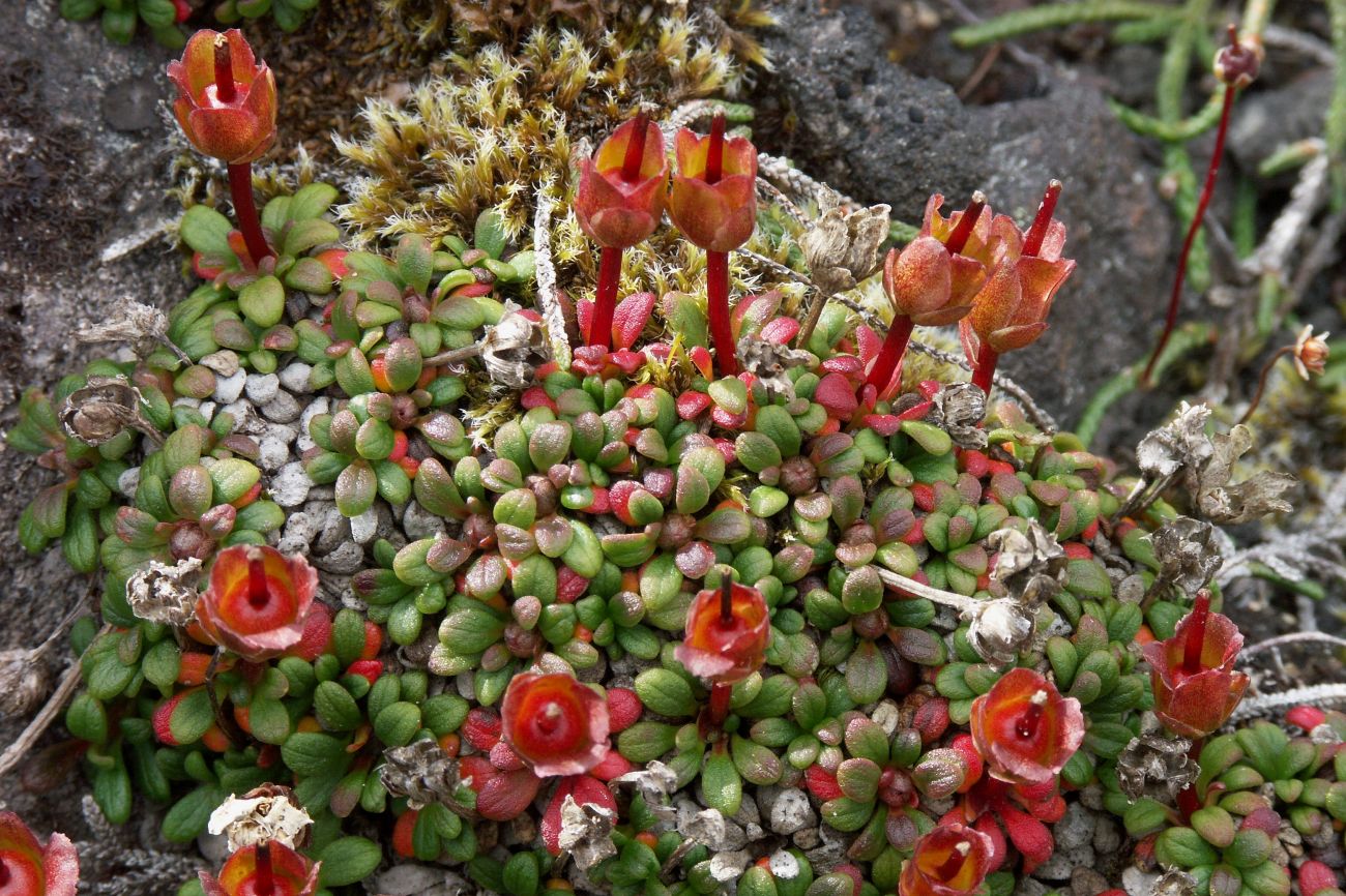 Image of Diapensia obovata specimen.