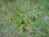 Populus tremula. Верхушка ветви с поражённым молодым побегом. Краснодарский край, Абинский р-н, юж. окр. ст. Холмская, опушка леса. 24.04.2018.