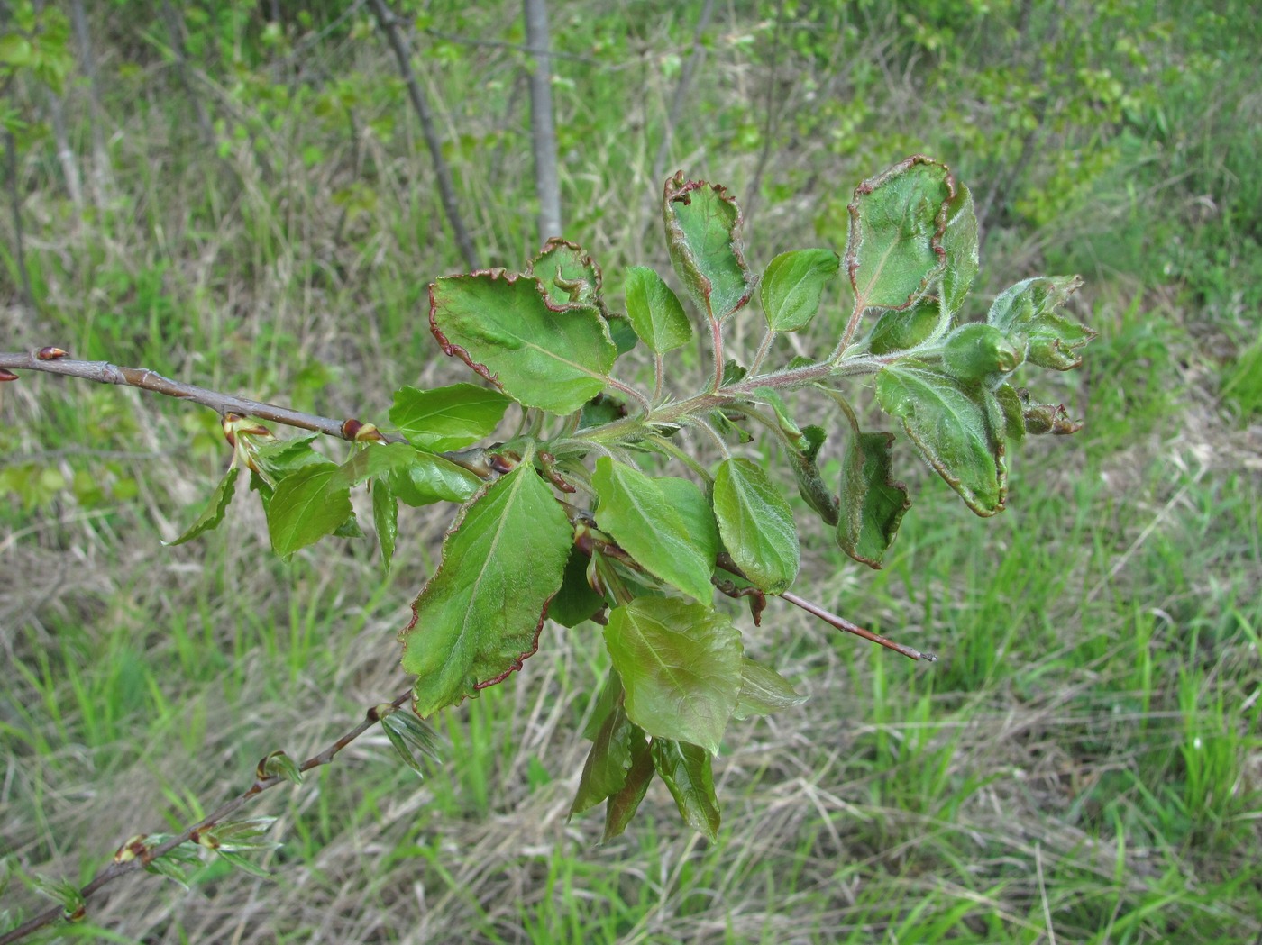 Изображение особи Populus tremula.