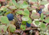 Vaccinium uliginosum. Верхушка плодоносящего растения. Якутия, Мирнинский р-н, окр. пос. Светлый, тайга. 28.08.2008.