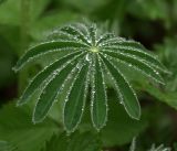 Lupinus polyphyllus