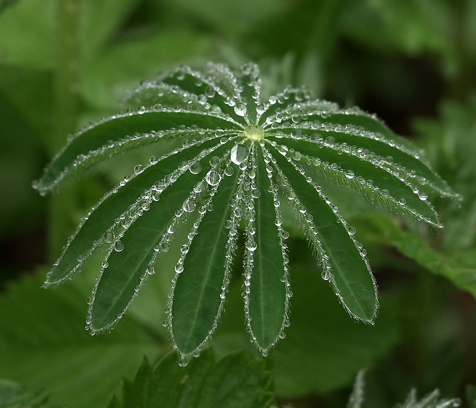 Изображение особи Lupinus polyphyllus.