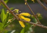 род Forsythia. Часть ветви с цветком. Пермский край, г. Пермь, Горьковский парк, в озеленении. 25 мая 2018 г.