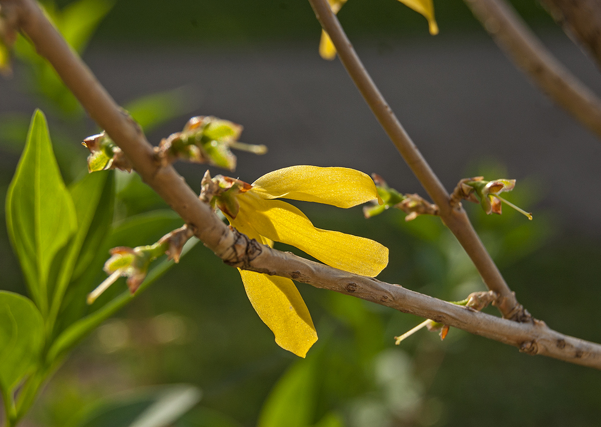 Изображение особи род Forsythia.