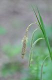 Carex pendula