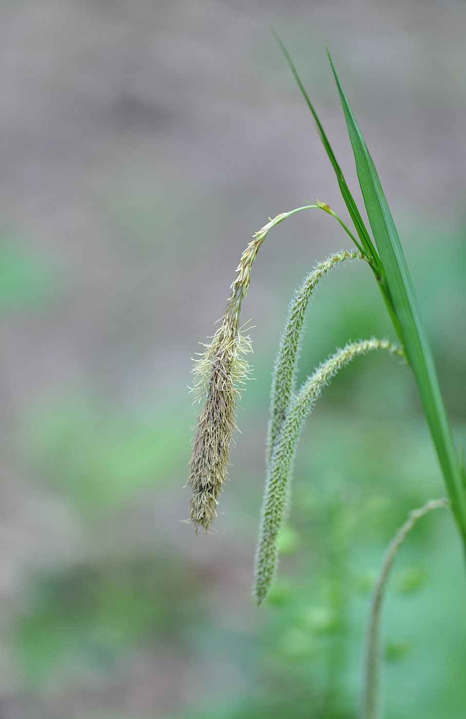 Image of Carex pendula specimen.