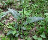 Salvia pratensis. Нижняя часть растения. Украина, Киевская обл., Вышгородский р-н, севернее с. Лебедевка, сосновый лес за дренажным каналом. 23 мая 2010 г.