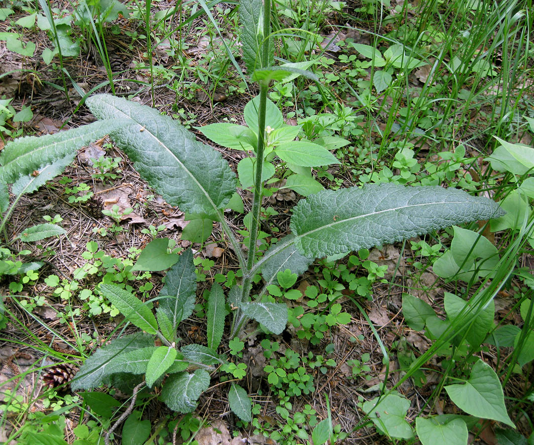 Изображение особи Salvia pratensis.