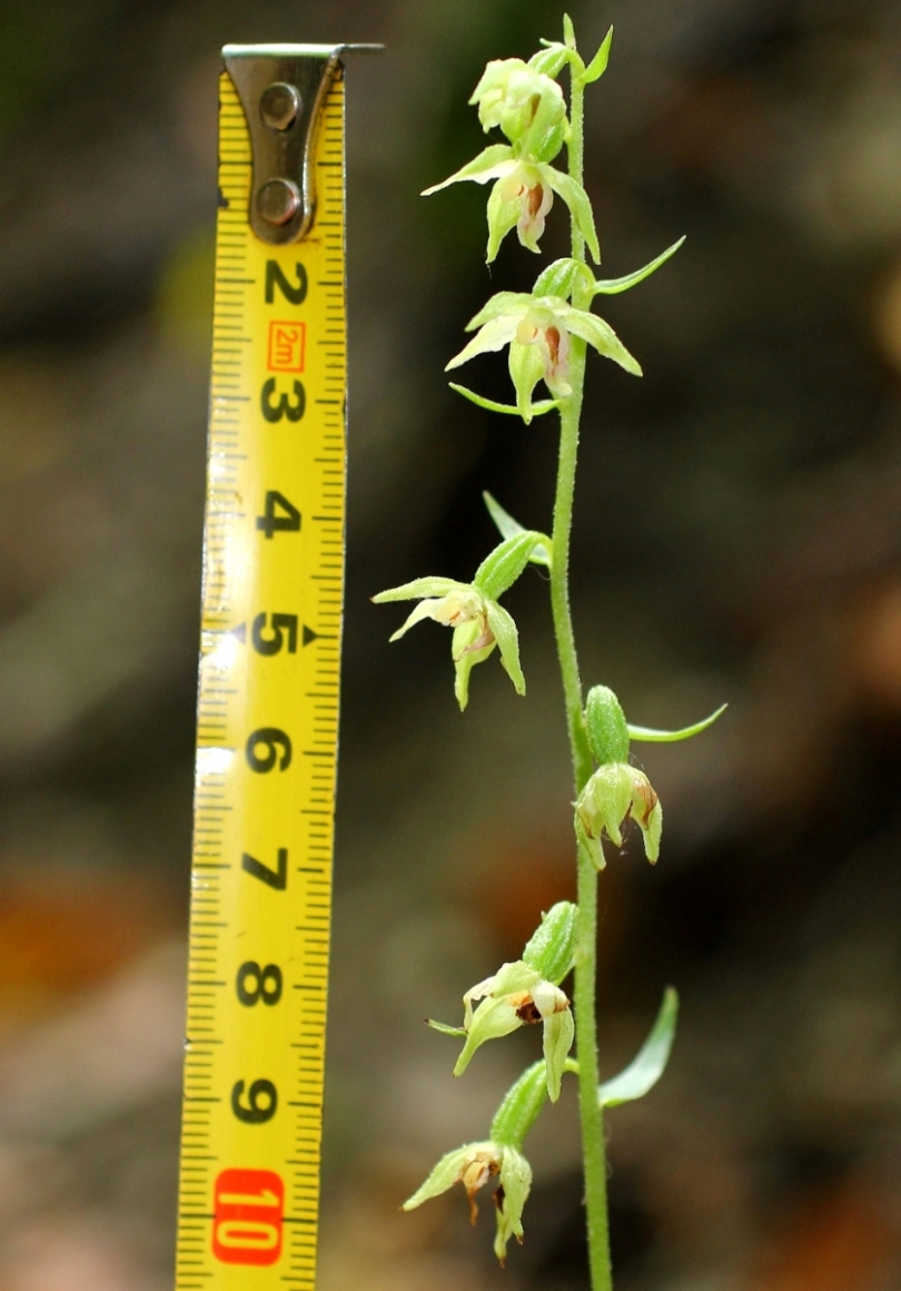 Image of Epipactis muelleri specimen.