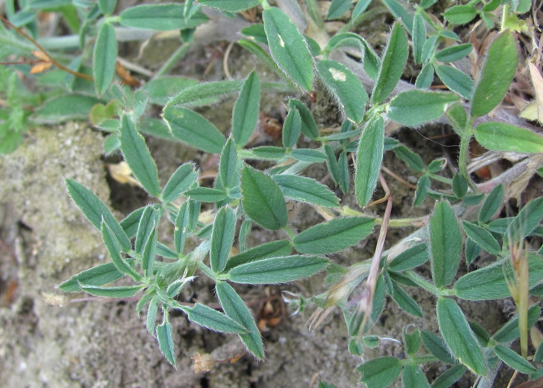 Image of Medicago caerulea ssp. semicoerulea specimen.