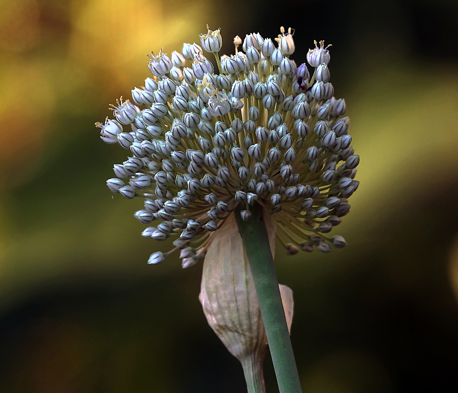 Image of Allium sativum specimen.