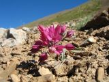 Allium oreophilum. Цветущее растение. Кыргызстан, Зап. Тянь-Шань, Таласский Алатау, южн. сторона пер. Кара-Буура, ≈ 3150 м н.у.м., край осыпи на склоне южной экспозиции. 18 июля 2018 г.