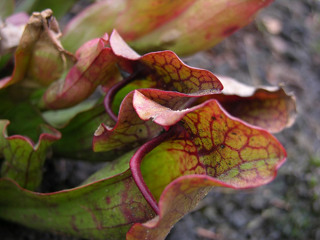 Image of Sarracenia purpurea specimen.