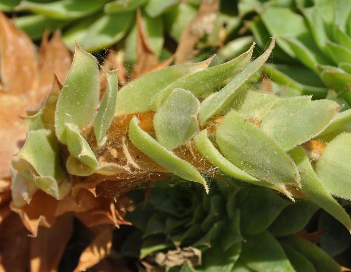 Image of genus Sempervivum specimen.