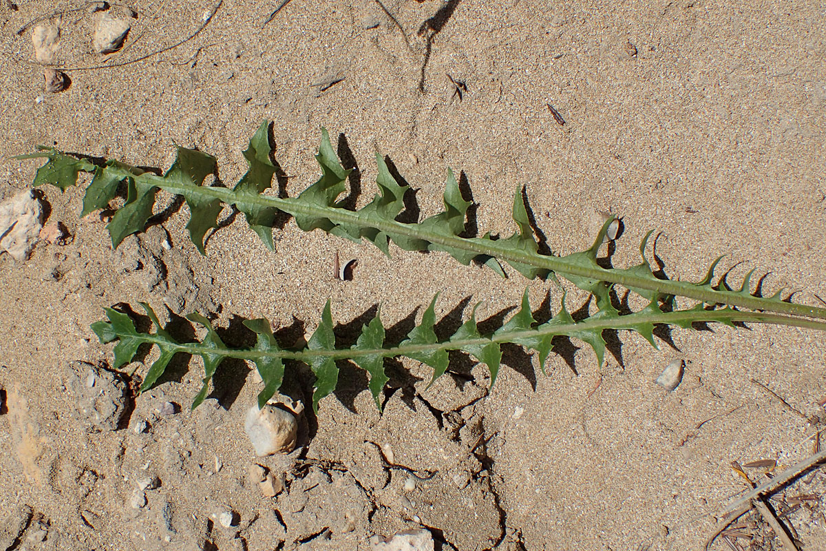 Image of Hyoseris lucida specimen.