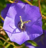 Campanula carpatica