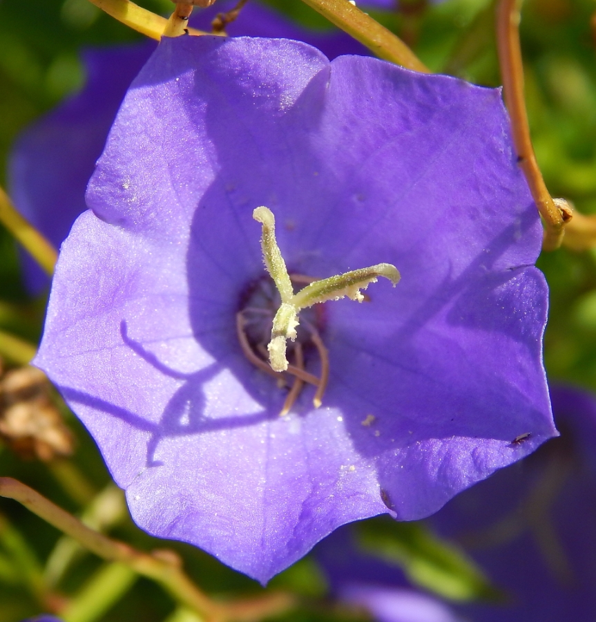 Image of Campanula carpatica specimen.