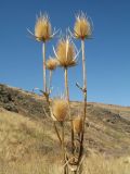 Dipsacus laciniatus