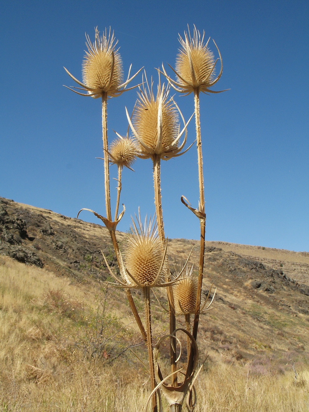 Изображение особи Dipsacus laciniatus.