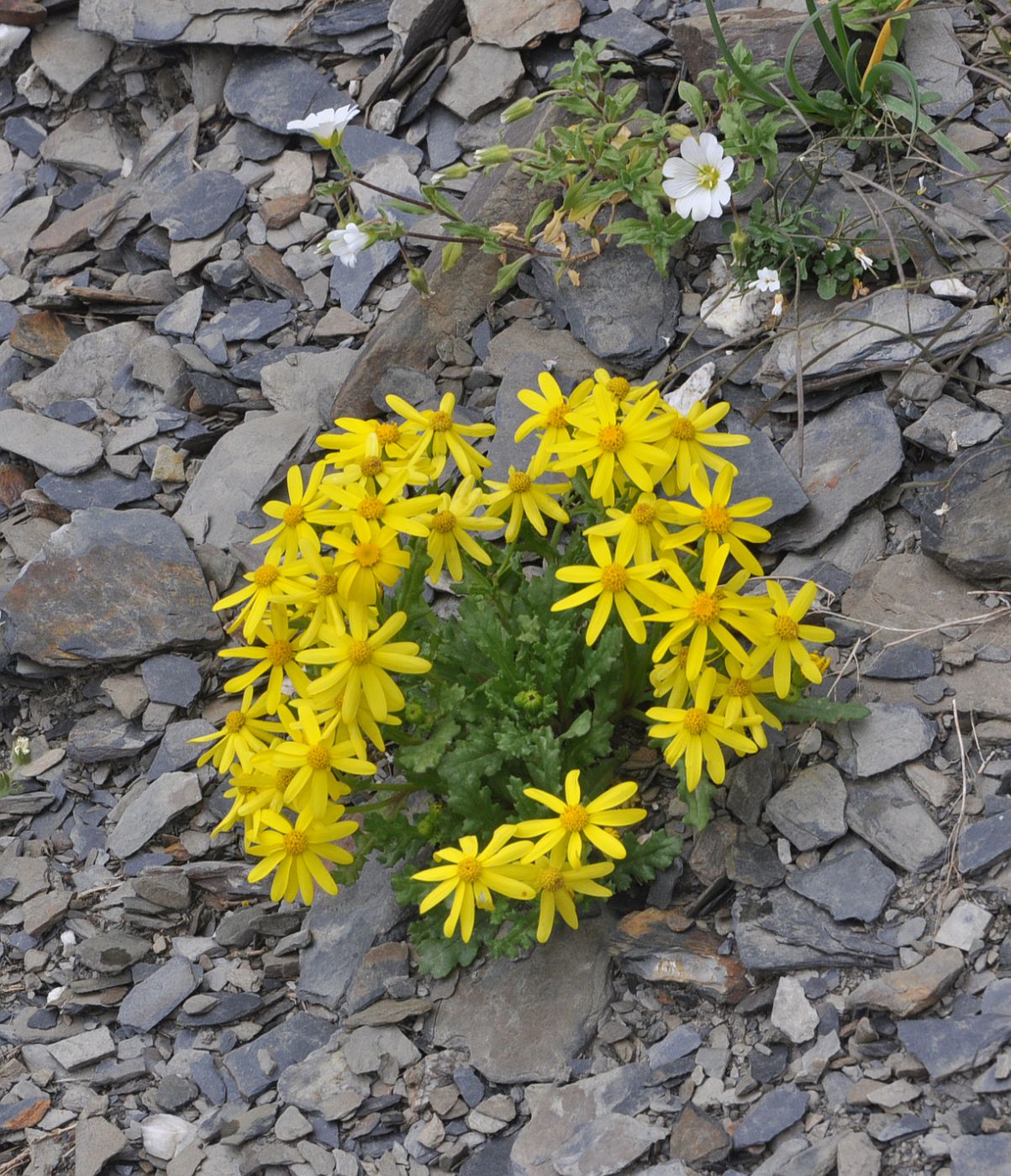 Изображение особи Senecio sosnovskyi.