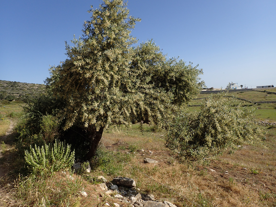 Изображение особи Olea europaea.