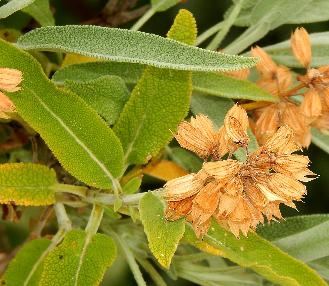 Image of genus Salvia specimen.