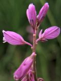 Polygala comosa. Верхушка соцветия. Украина, Ивано-Франковская обл., Галичский р-н, окр. с. Бовшев, Касова гора, луговой склон. 24 июня 2010 г.