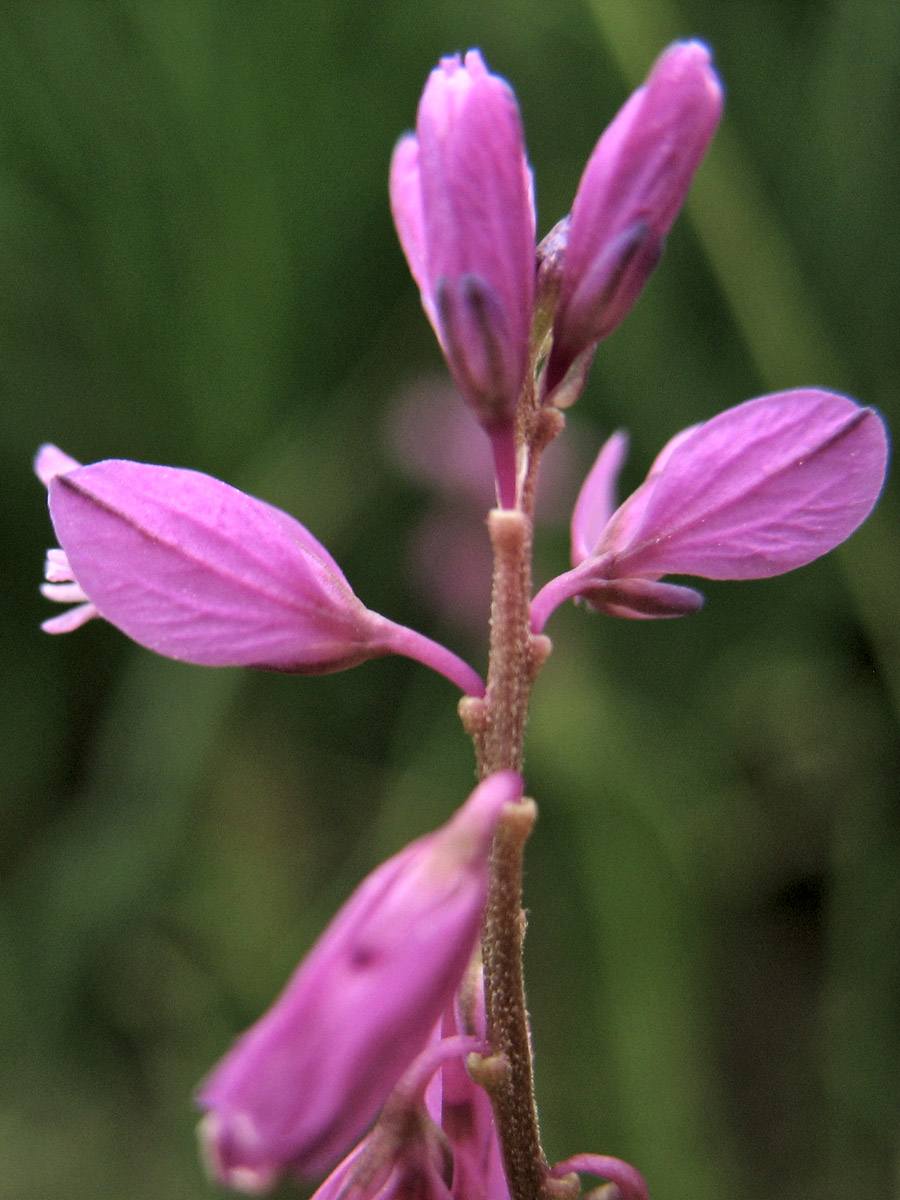 Изображение особи Polygala comosa.