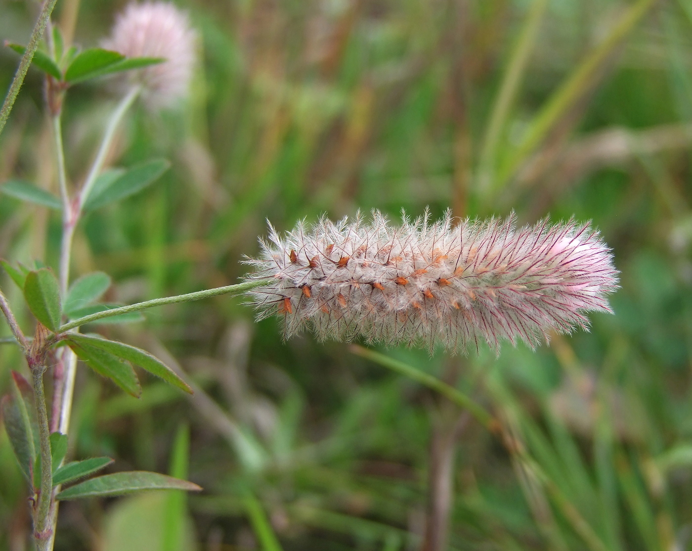 Изображение особи Trifolium arvense.