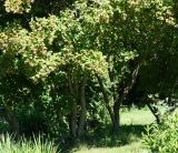 Acer tataricum