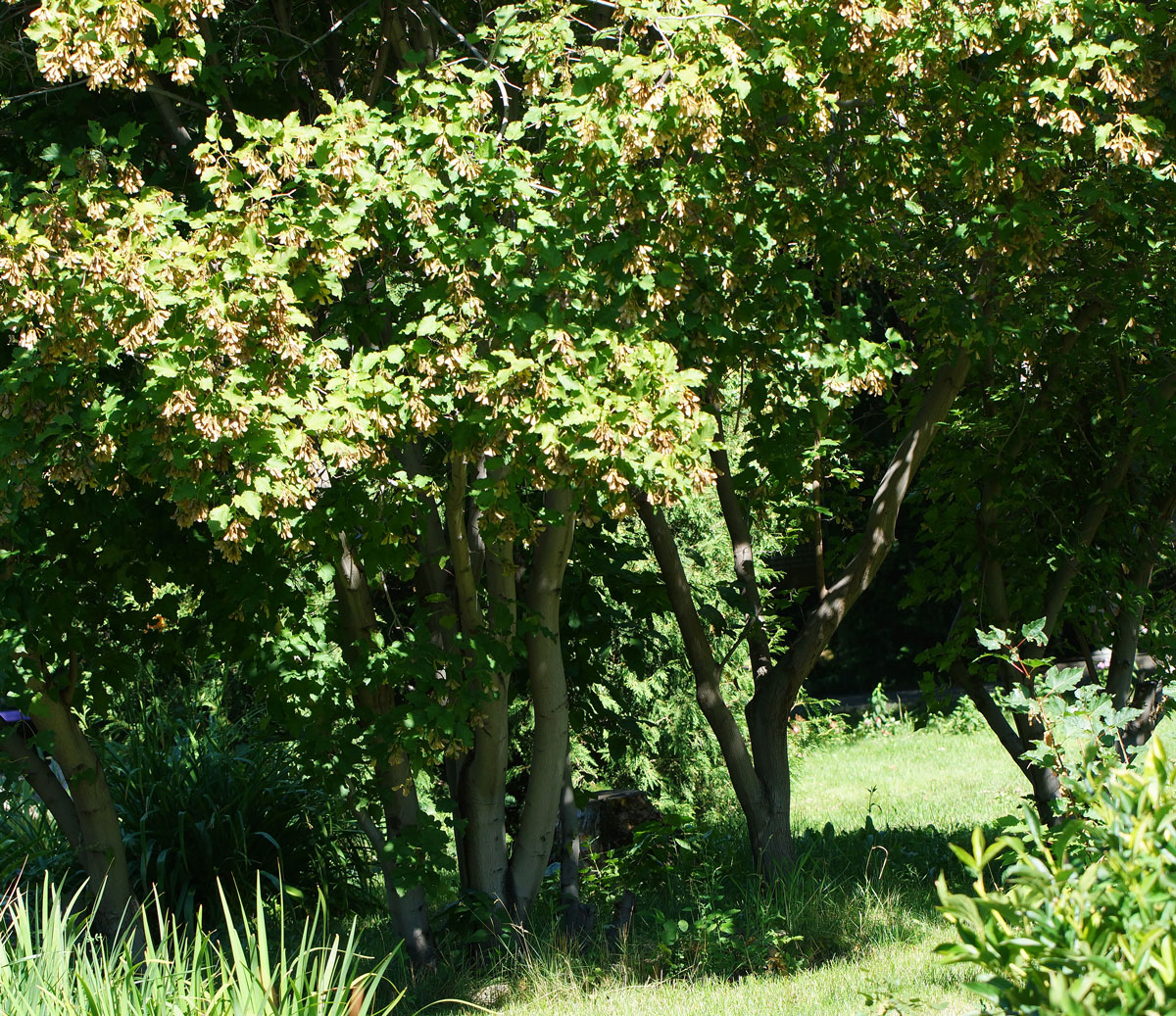 Image of Acer tataricum specimen.