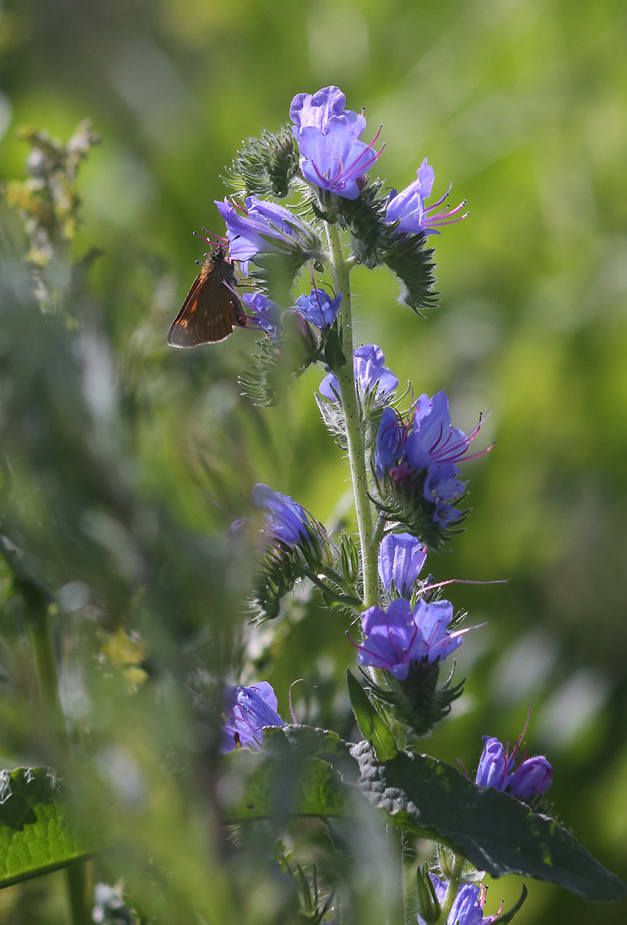 Image of Echium vulgare specimen.