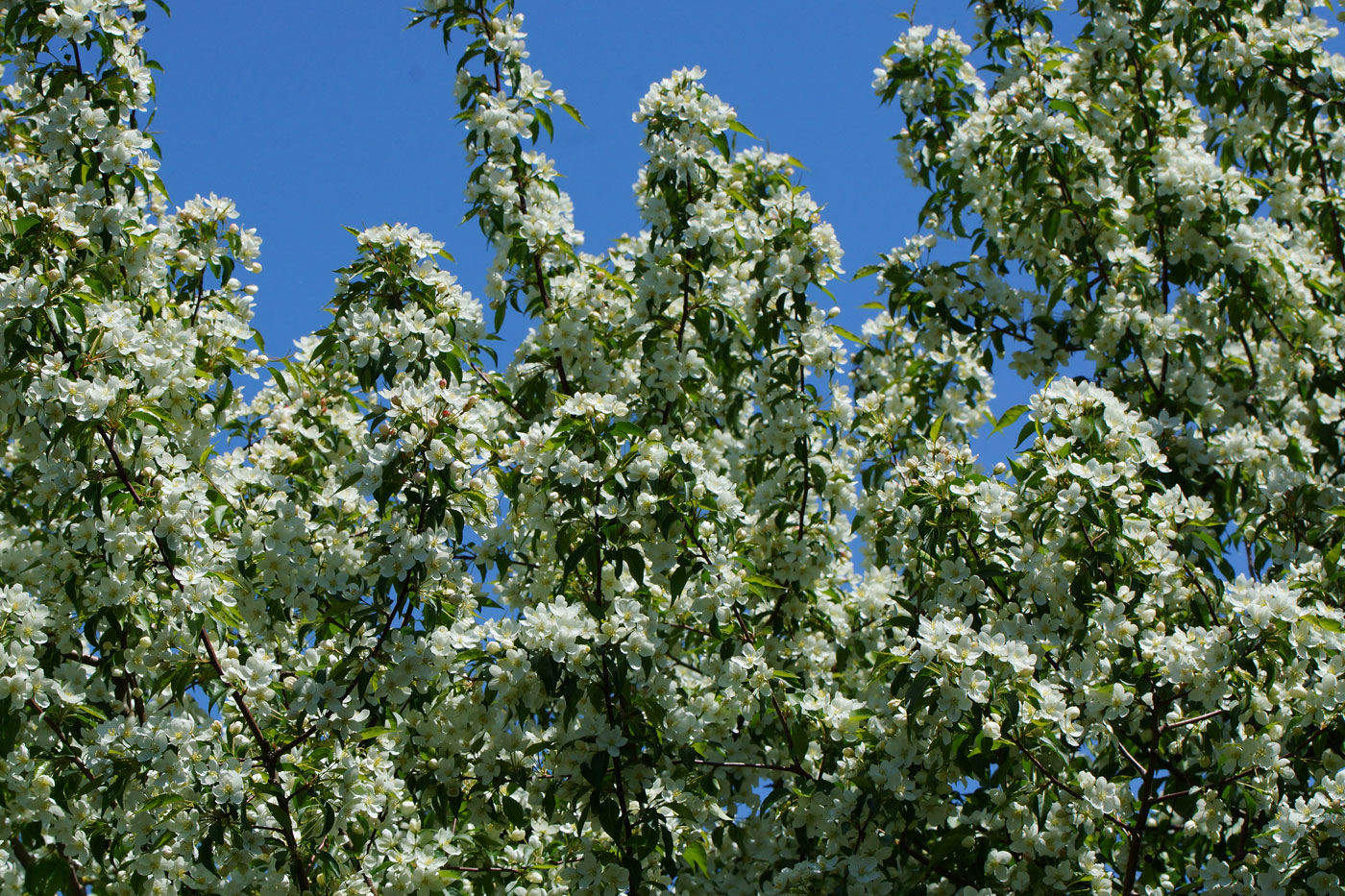 Image of genus Malus specimen.