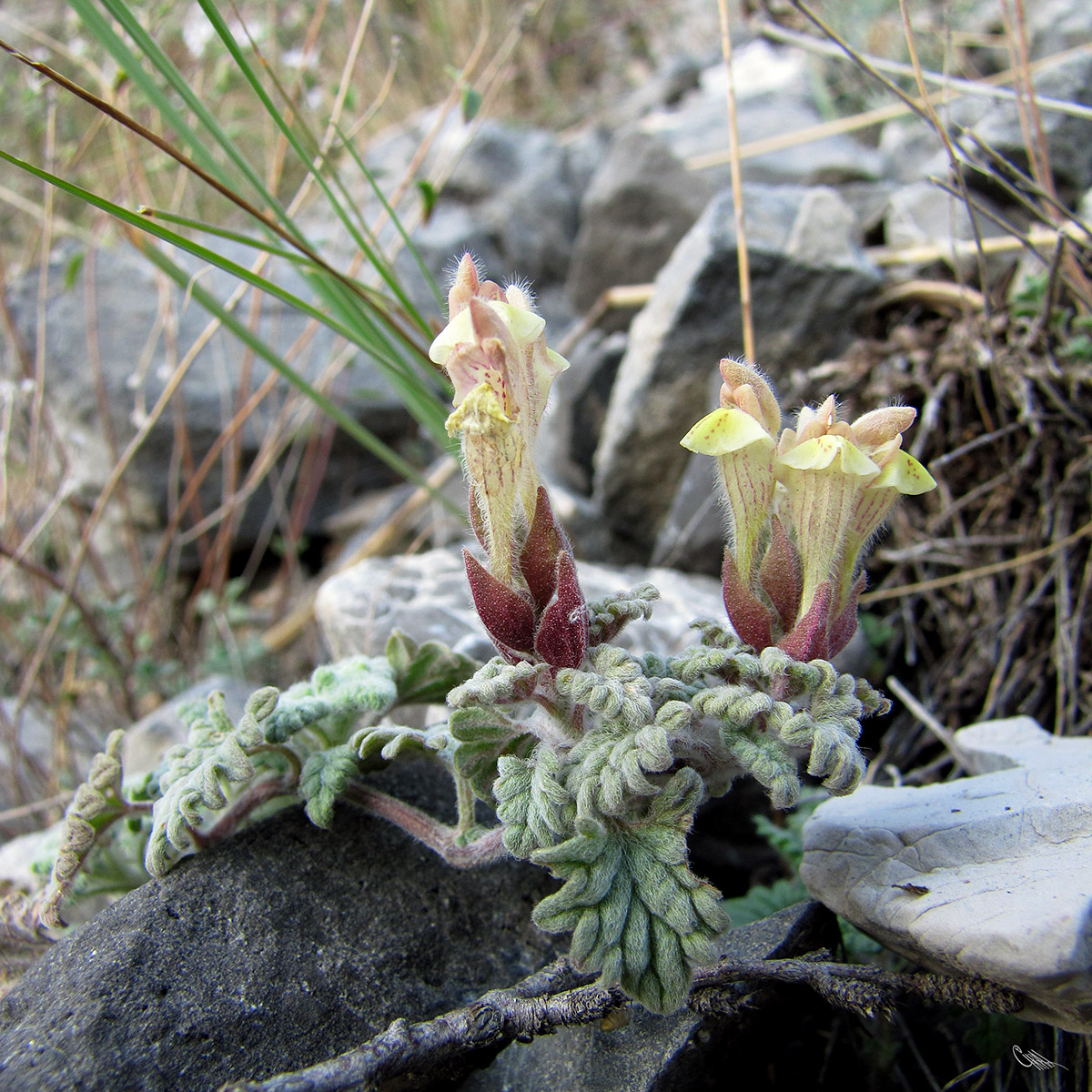 Изображение особи Scutellaria nepetoides.