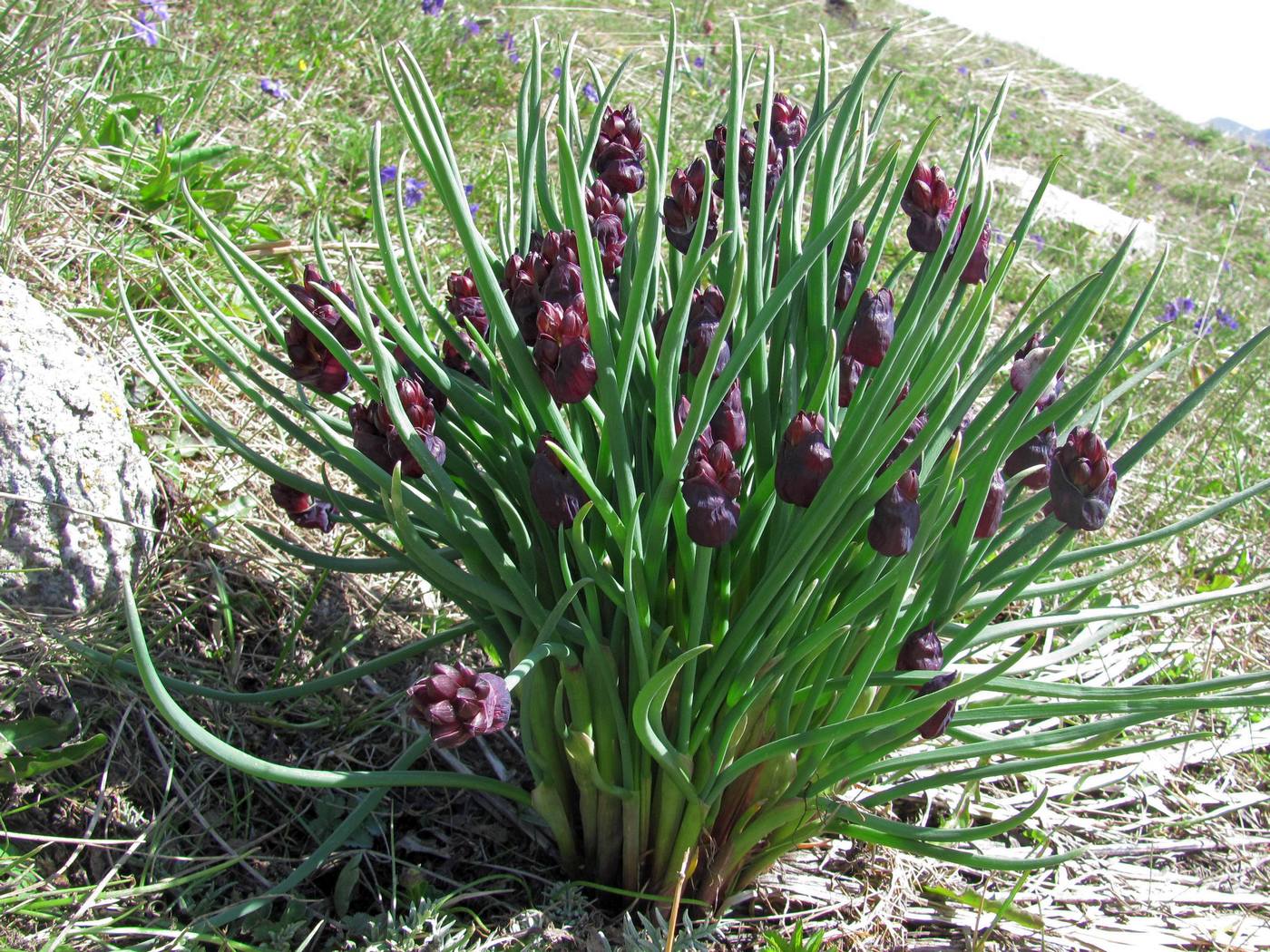 Image of Allium atrosanguineum specimen.